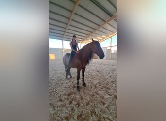 PRE, Gelding, 6 years, 16 hh, Bay