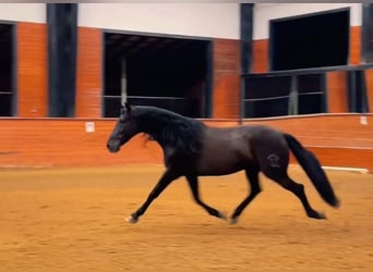 PRE Mix, Gelding, 6 years, 16 hh, Black