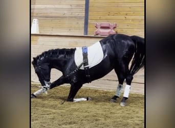 PRE Mix, Gelding, 6 years, 16 hh, Black