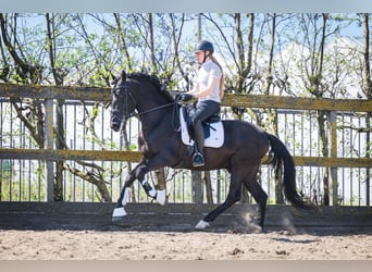 PRE Mix, Gelding, 6 years, 16 hh, Black