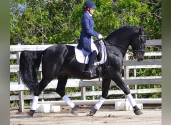 PRE Mix, Gelding, 6 years, 16 hh, Black