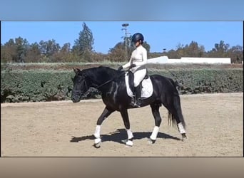 PRE Mix, Gelding, 6 years, 16 hh, Black