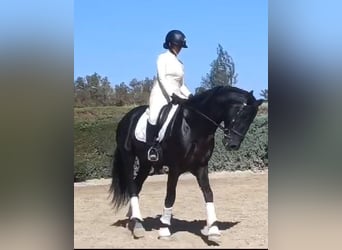 PRE Mix, Gelding, 6 years, 16 hh, Black