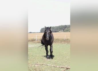 PRE, Gelding, 6 years, 16 hh, Black