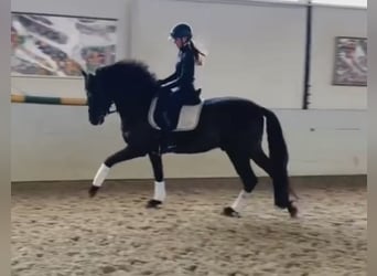 PRE Mix, Gelding, 6 years, 16 hh, Black