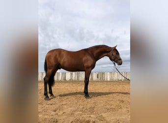 PRE, Gelding, 6 years, 16 hh, Brown