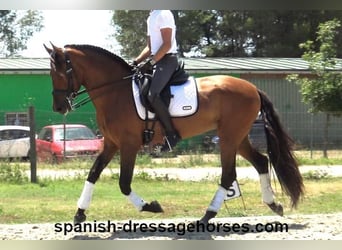 PRE Mix, Gelding, 6 years, 16 hh, Brown