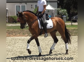 PRE Mix, Gelding, 6 years, 16 hh, Brown