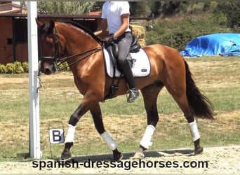 PRE Mix, Gelding, 6 years, 16 hh, Brown