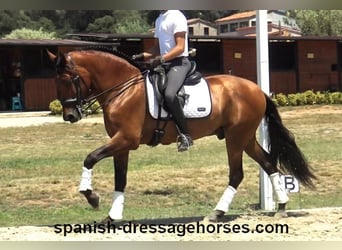 PRE Mix, Gelding, 6 years, 16 hh, Brown