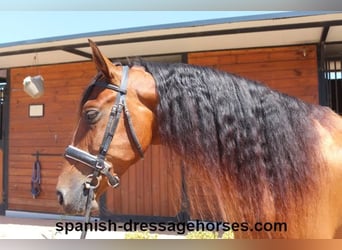 PRE Mix, Gelding, 6 years, 16 hh, Brown