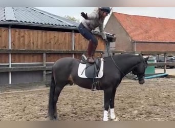 PRE Mix, Gelding, 6 years, 16 hh, Dun