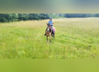 PRE Mix, Gelding, 6 years, 16 hh, Dun