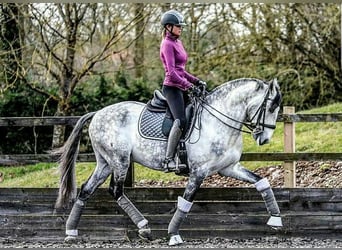 PRE Mix, Gelding, 6 years, 16 hh, Gray