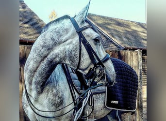 PRE Mix, Gelding, 6 years, 16 hh, Gray