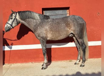 PRE Mix, Gelding, 6 years, 16 hh, Gray