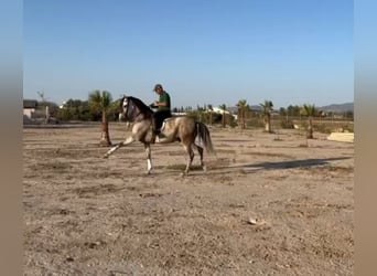 PRE, Gelding, 6 years, 16 hh, Gray