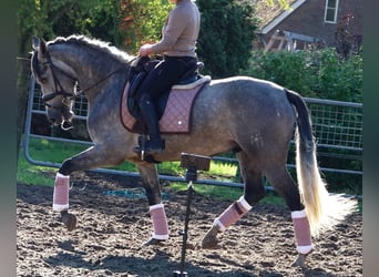 PRE Mix, Gelding, 6 years, 16 hh, Grey