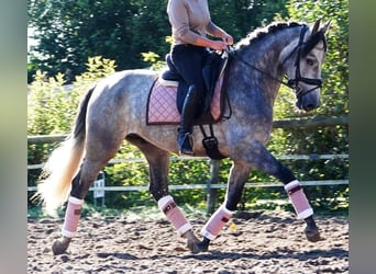 PRE Mix, Gelding, 6 years, 16 hh, Grey