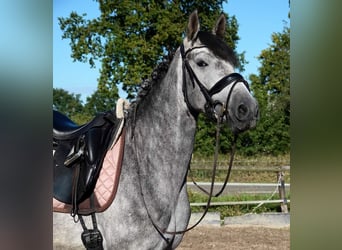 PRE Mix, Gelding, 6 years, 16 hh, Grey
