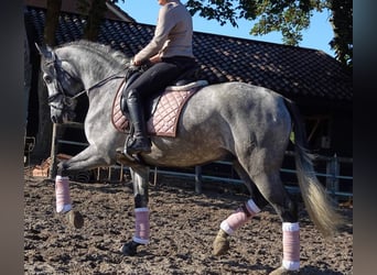 PRE Mix, Gelding, 6 years, 16 hh, Grey