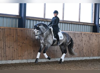PRE Mix, Gelding, 6 years, 16 hh, Grey