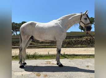 PRE Mix, Gelding, 6 years, 16 hh, Grey