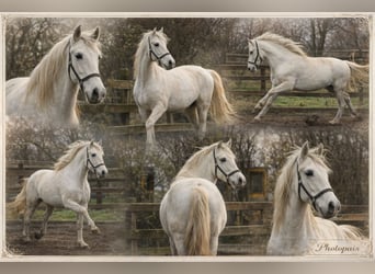 PRE, Gelding, 6 years, 16 hh, Grey