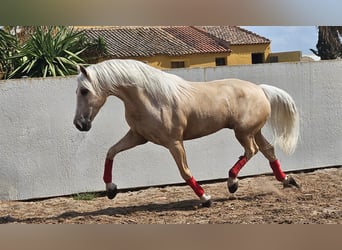 PRE Mix, Gelding, 6 years, 16 hh, Palomino