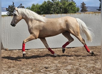 PRE Mix, Gelding, 6 years, 16 hh, Palomino