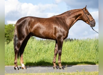 PRE Mix, Gelding, 6 years, 16 hh, Palomino