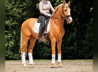 PRE, Gelding, 6 years, 16 hh, Palomino