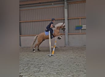 PRE, Gelding, 6 years, 16 hh, Palomino