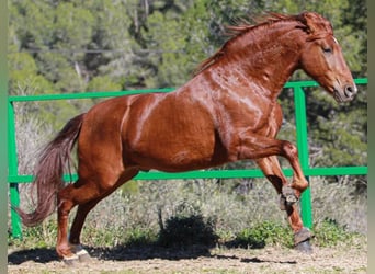 PRE Mix, Gelding, 6 years, 16 hh, Sorrel
