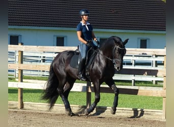 PRE, Gelding, 6 years, 16,1 hh, Black