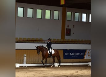 PRE, Gelding, 6 years, 16,1 hh, Brown