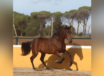 PRE Mix, Gelding, 6 years, 16,1 hh, Brown