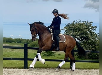 PRE, Gelding, 6 years, 16,1 hh, Brown