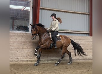 PRE, Gelding, 6 years, 16,1 hh, Brown