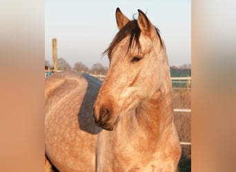 PRE, Gelding, 6 years, 16,1 hh, Buckskin