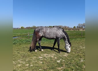 PRE Mix, Gelding, 6 years, 16,1 hh, Grey