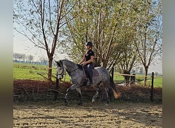 PRE Mix, Gelding, 6 years, 16,1 hh, Grey