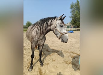 PRE Mix, Gelding, 6 years, 16,1 hh, Grey