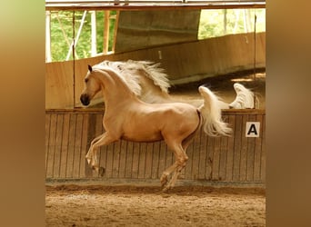 PRE Mix, Gelding, 6 years, 16,1 hh, Palomino