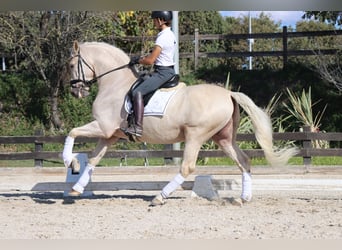 PRE Mix, Gelding, 6 years, 16,1 hh, Palomino