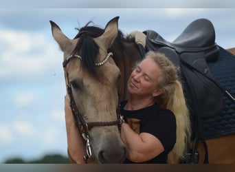 PRE, Gelding, 6 years, 16,2 hh, Buckskin