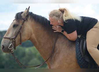 PRE, Gelding, 6 years, 16,2 hh, Buckskin