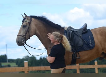 PRE, Gelding, 6 years, 16,2 hh, Buckskin