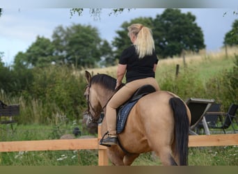 PRE, Gelding, 6 years, 16,2 hh, Buckskin