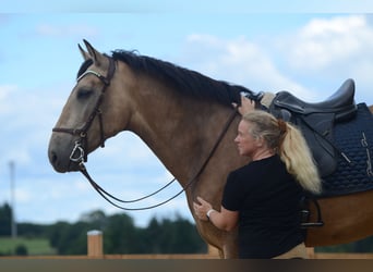 PRE, Gelding, 6 years, 16,2 hh, Buckskin